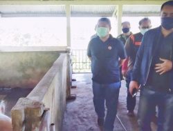 Wabup Sekadau Tinjau  Pembibitan Ternak Babi DiPerongkan