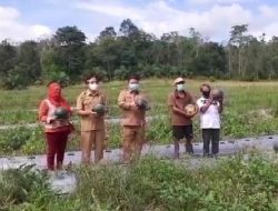 Kunjungi Petani Semangka Di Desa Tanjung, Ini Kata Wabup Sekadau