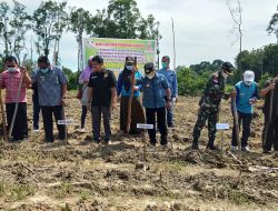 Bupati Sekadau Hadiri Penanaman Jagung Kelompok Tani Bina Usaha