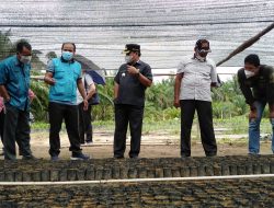 Pastikan Stok Bibit Siap Hadapi Peremajaan Sawit Disekadau, Aron Lakukan Monitoring